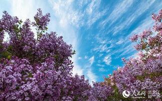 丁香五月国产,国产生态的生机盎然