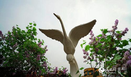 丁香五月国产,国产生态的生机盎然